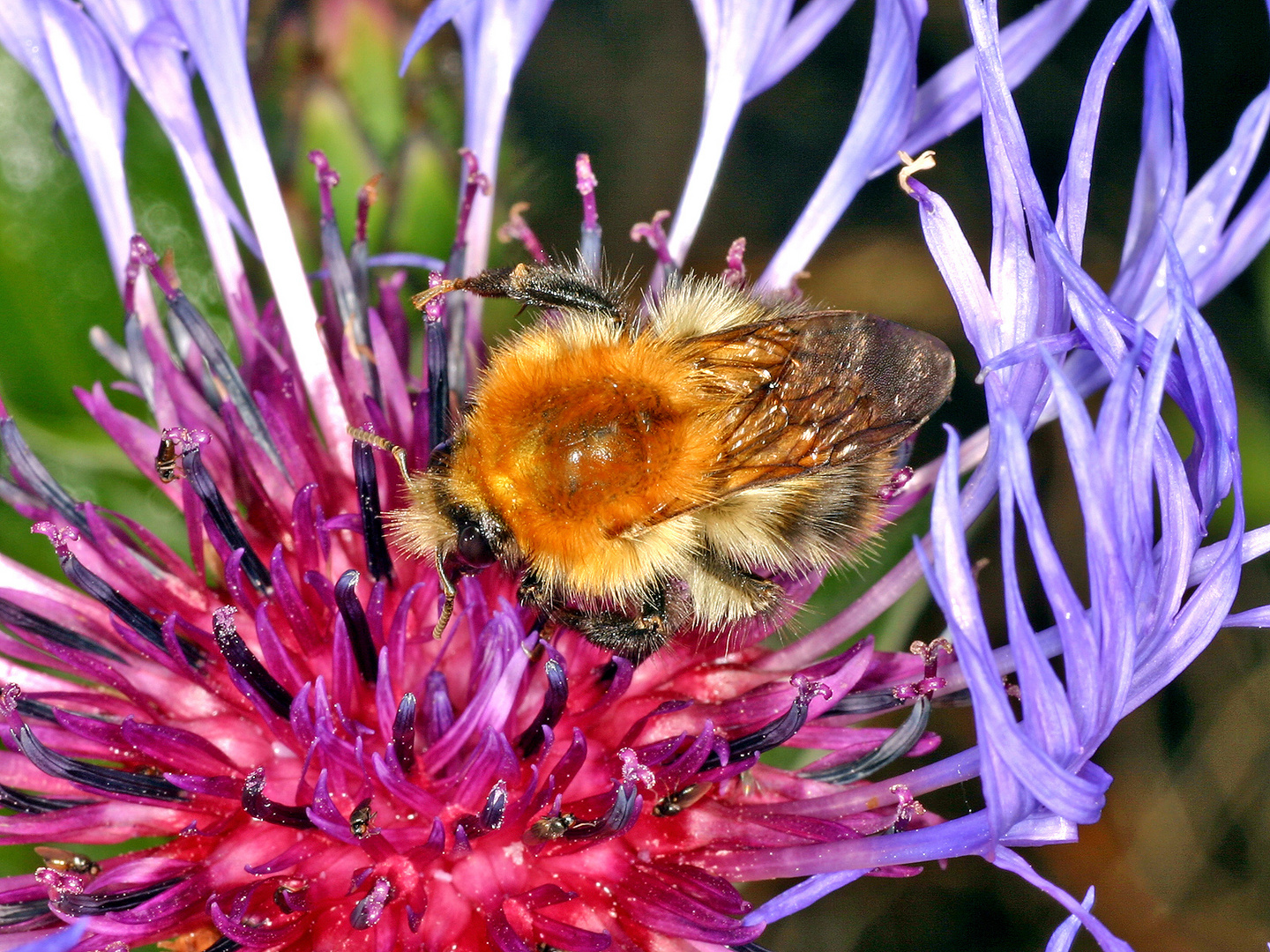 Ackerhummel (Bombus pascuorum)......