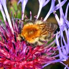 Ackerhummel (Bombus pascuorum)......