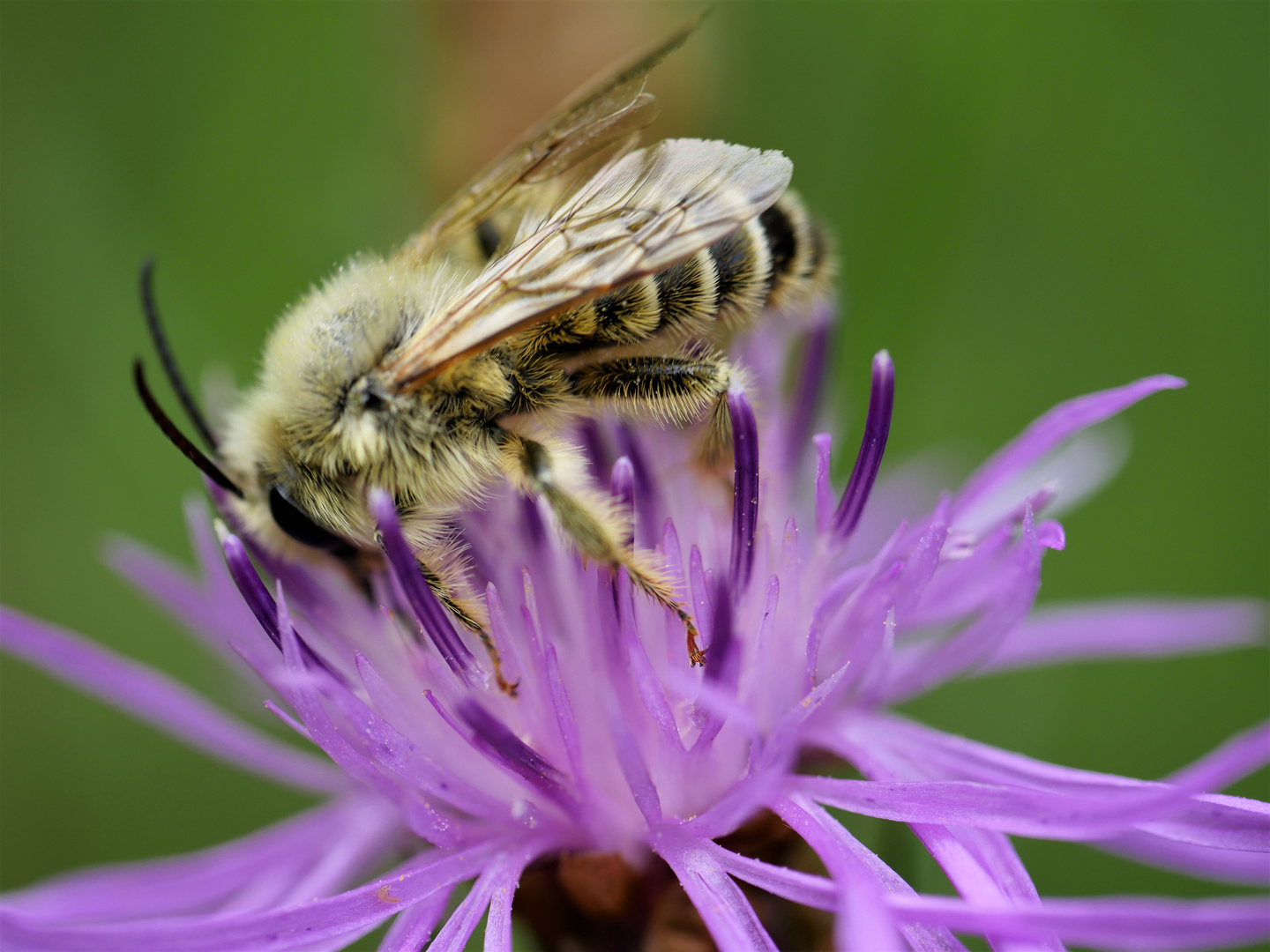 Ackerhummel (Bombus pasuorum)