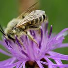 Ackerhummel (Bombus pasuorum)