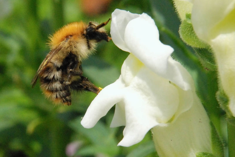 Ackerhummel