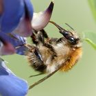 ackerhummel