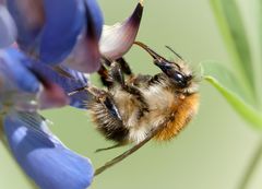 ackerhummel