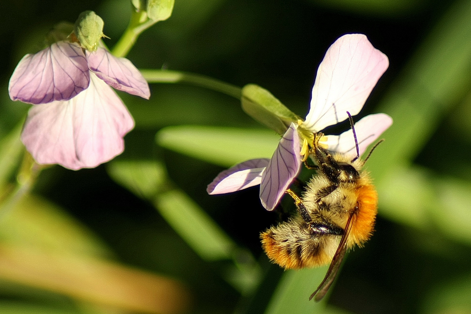 Ackerhummel