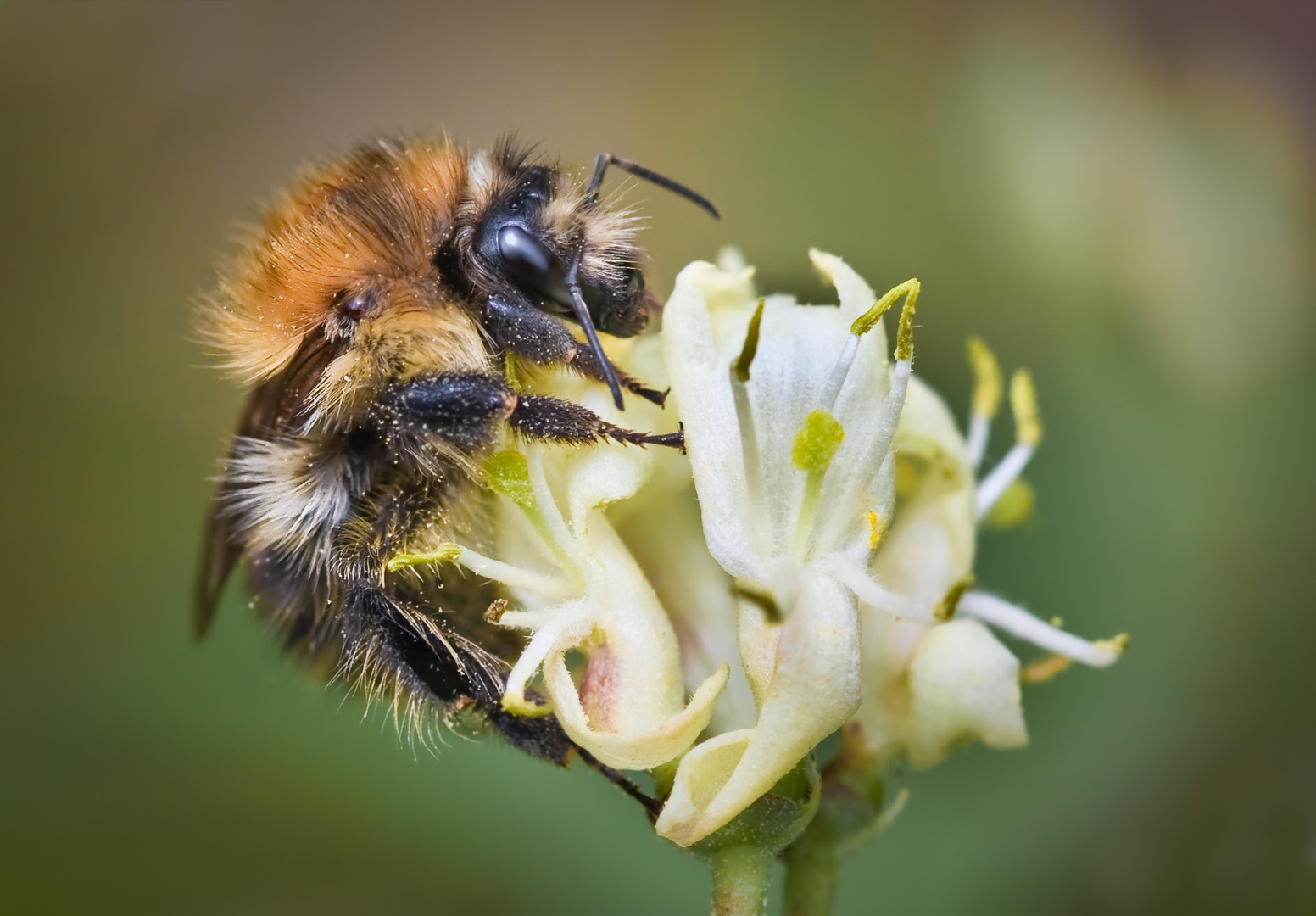 ackerhummel