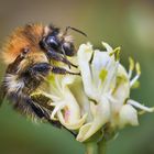 ackerhummel