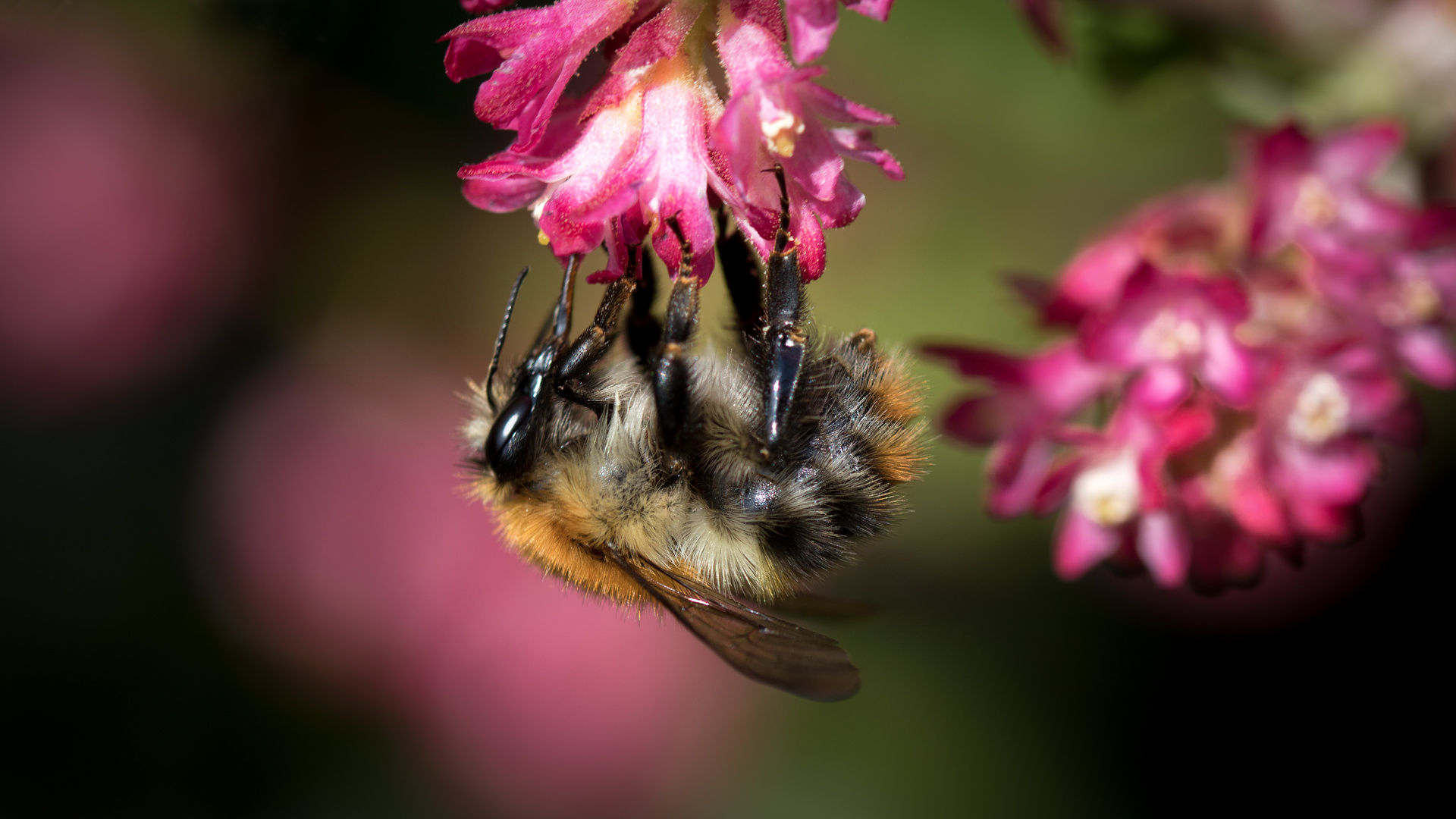 ackerhummel