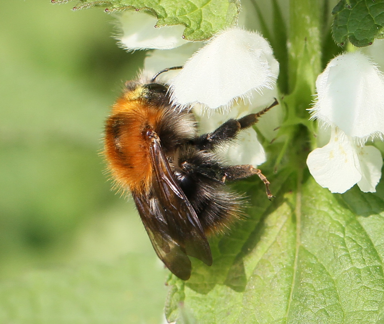 Ackerhummel