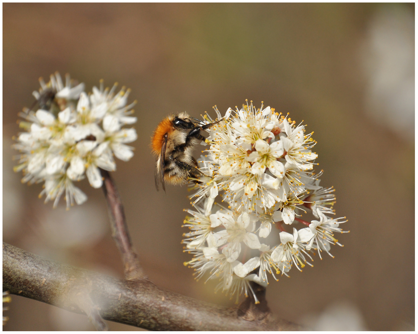 Ackerhummel