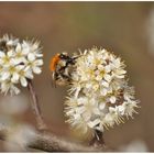 Ackerhummel