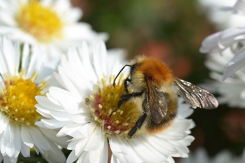 Ackerhummel