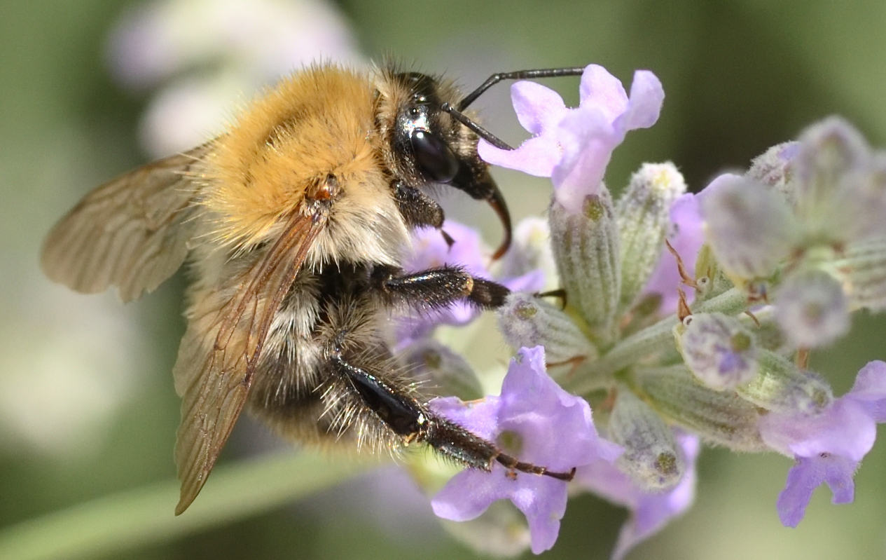 Ackerhummel