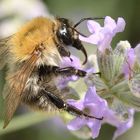 Ackerhummel