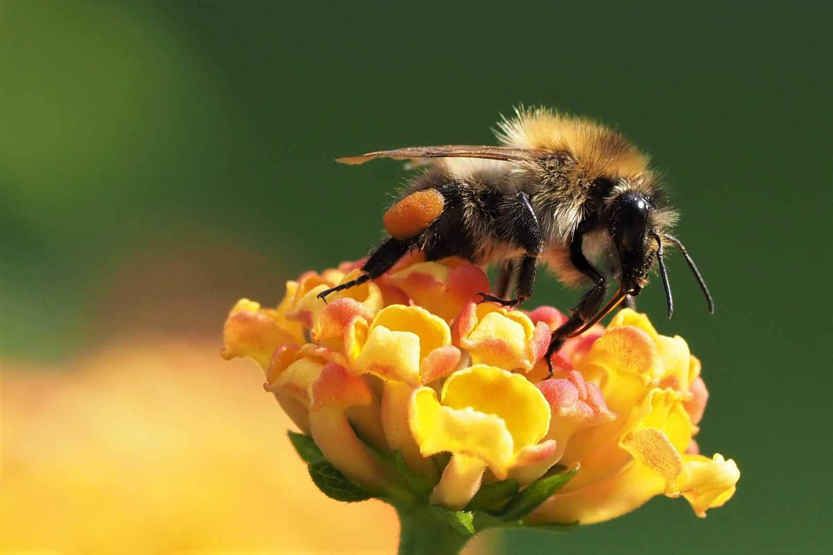 Ackerhummel