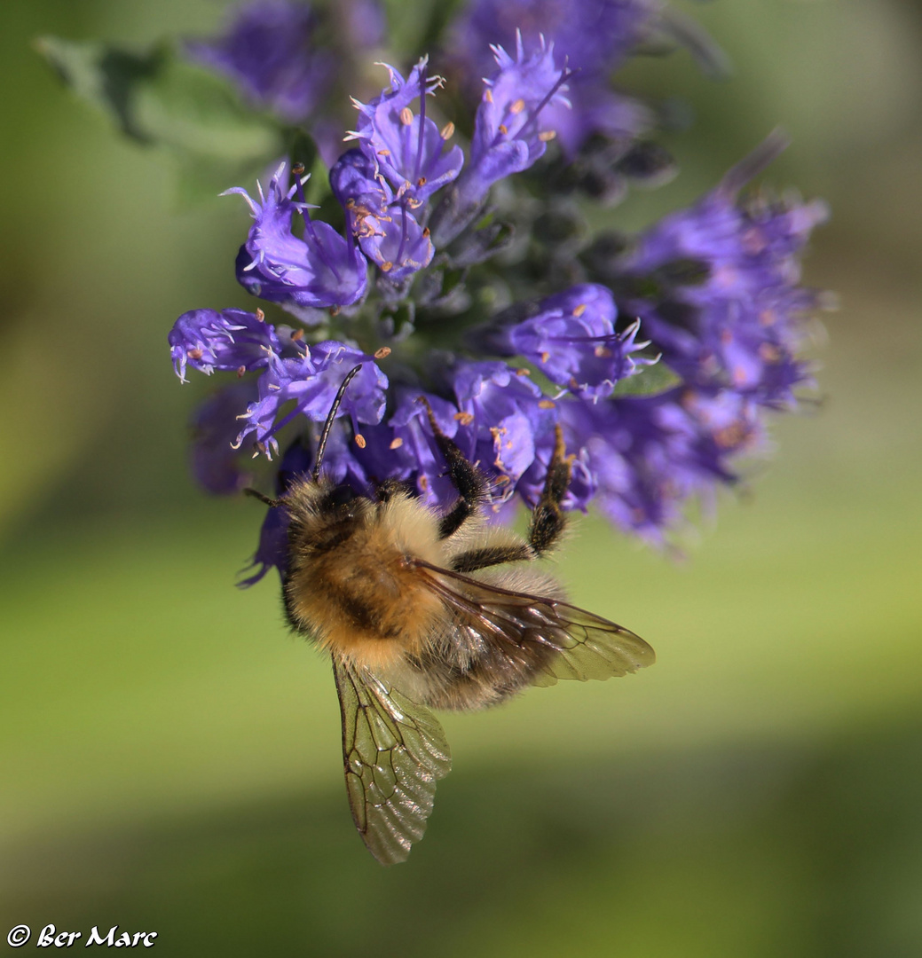 Ackerhummel