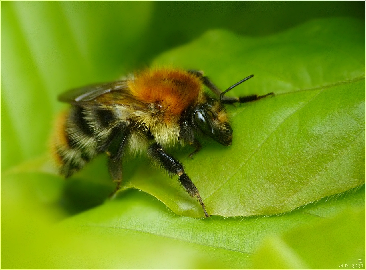 * Ackerhummel *