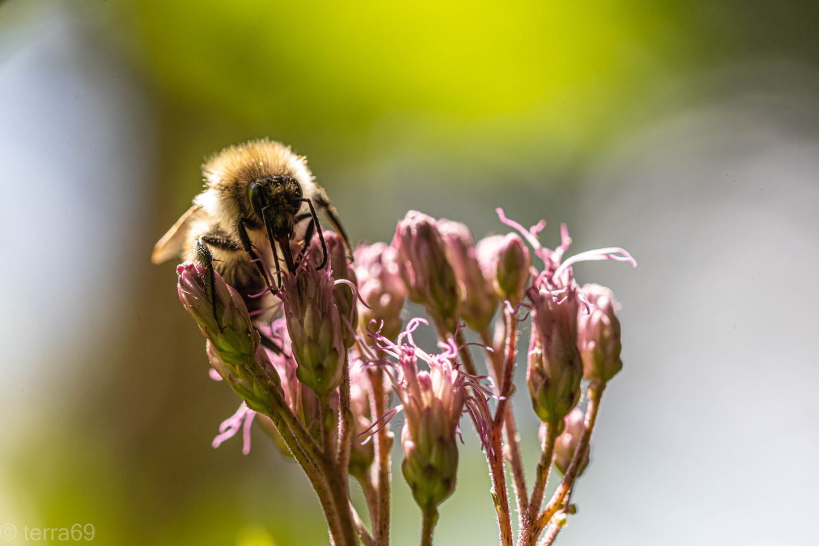 Ackerhummel