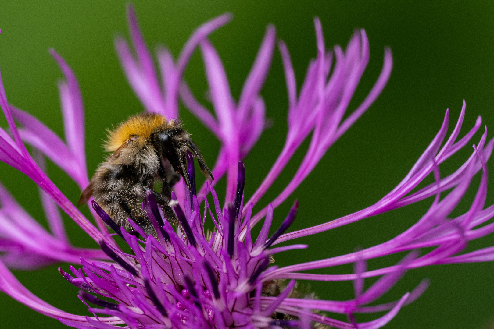 Ackerhummel