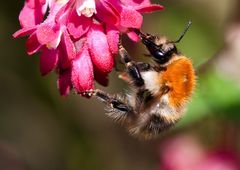 ackerhummel II