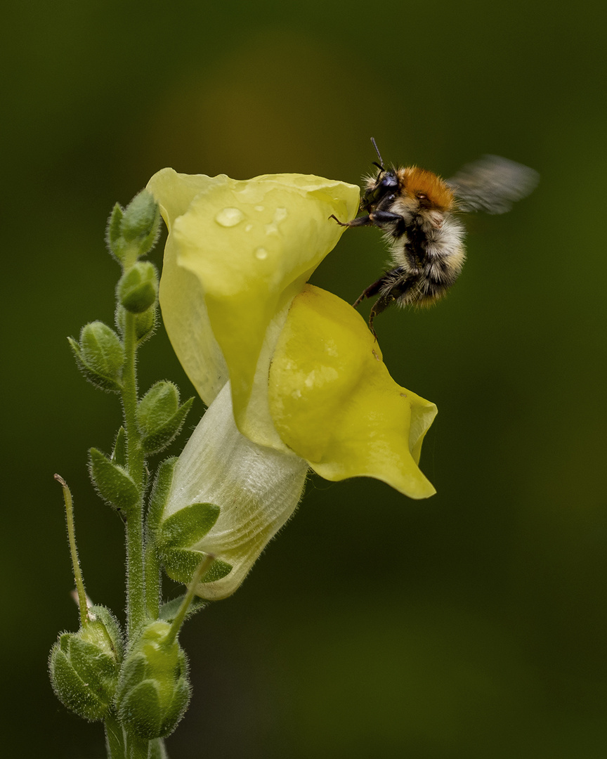 Ackerhummel im Anflug