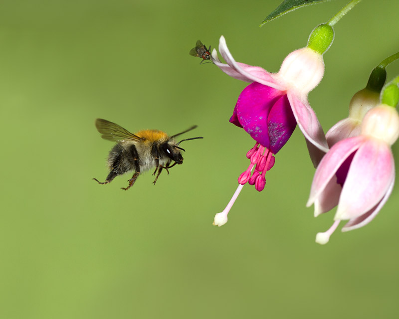 Ackerhummel im Flug