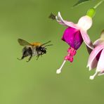 Ackerhummel im Flug