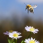 Ackerhummel im Flug 1