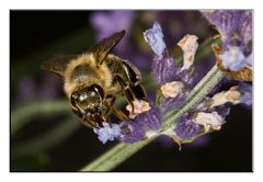 Ackerhummel im Lavendelbad #1