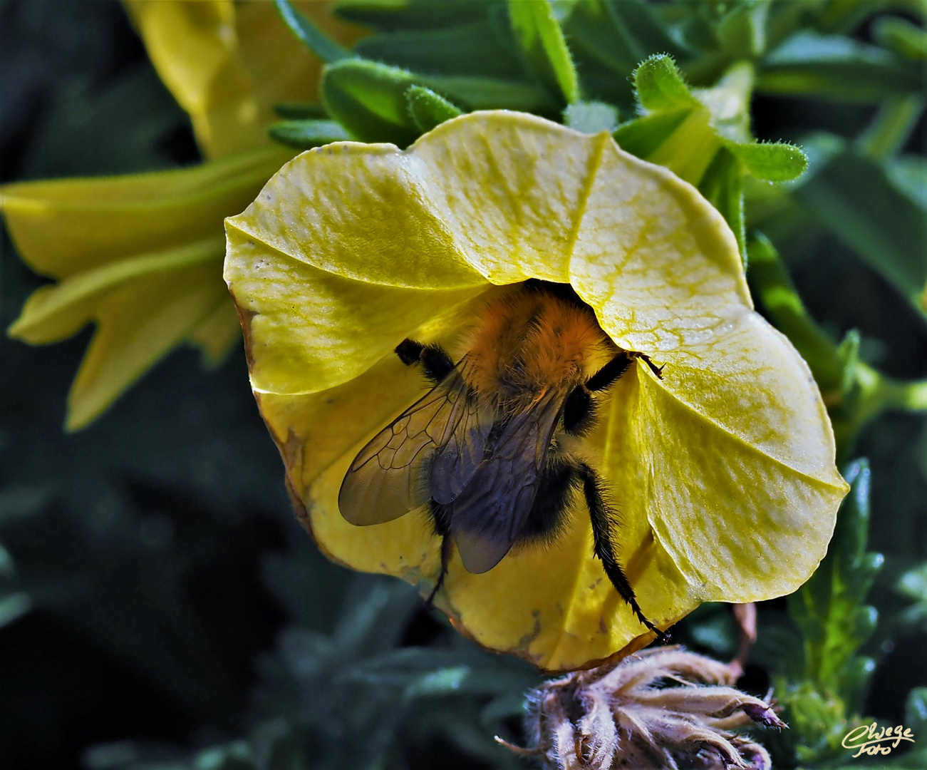 Ackerhummel im Zauberglöckchen.