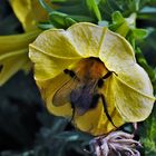 Ackerhummel im Zauberglöckchen.