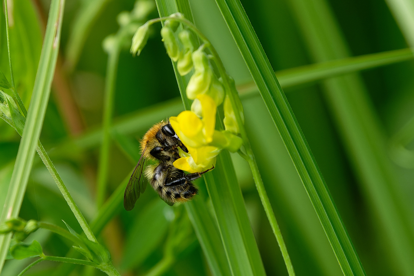 Ackerhummel in den Lechauen