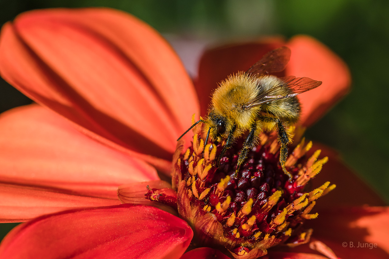 Ackerhummel in ihrem Element