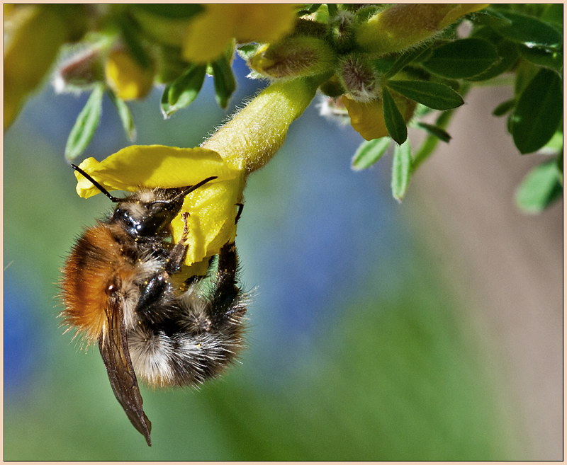 Ackerhummel-Königin