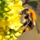 Ackerhummel Königin