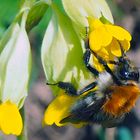 Ackerhummel Königin auf Schlüsselblume