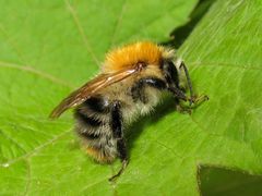 Ackerhummel (Megabombus pascuorum floralis)