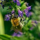 Ackerhummel mit Blütenpollen