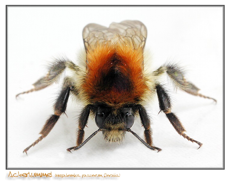 Ackerhummel Portrait