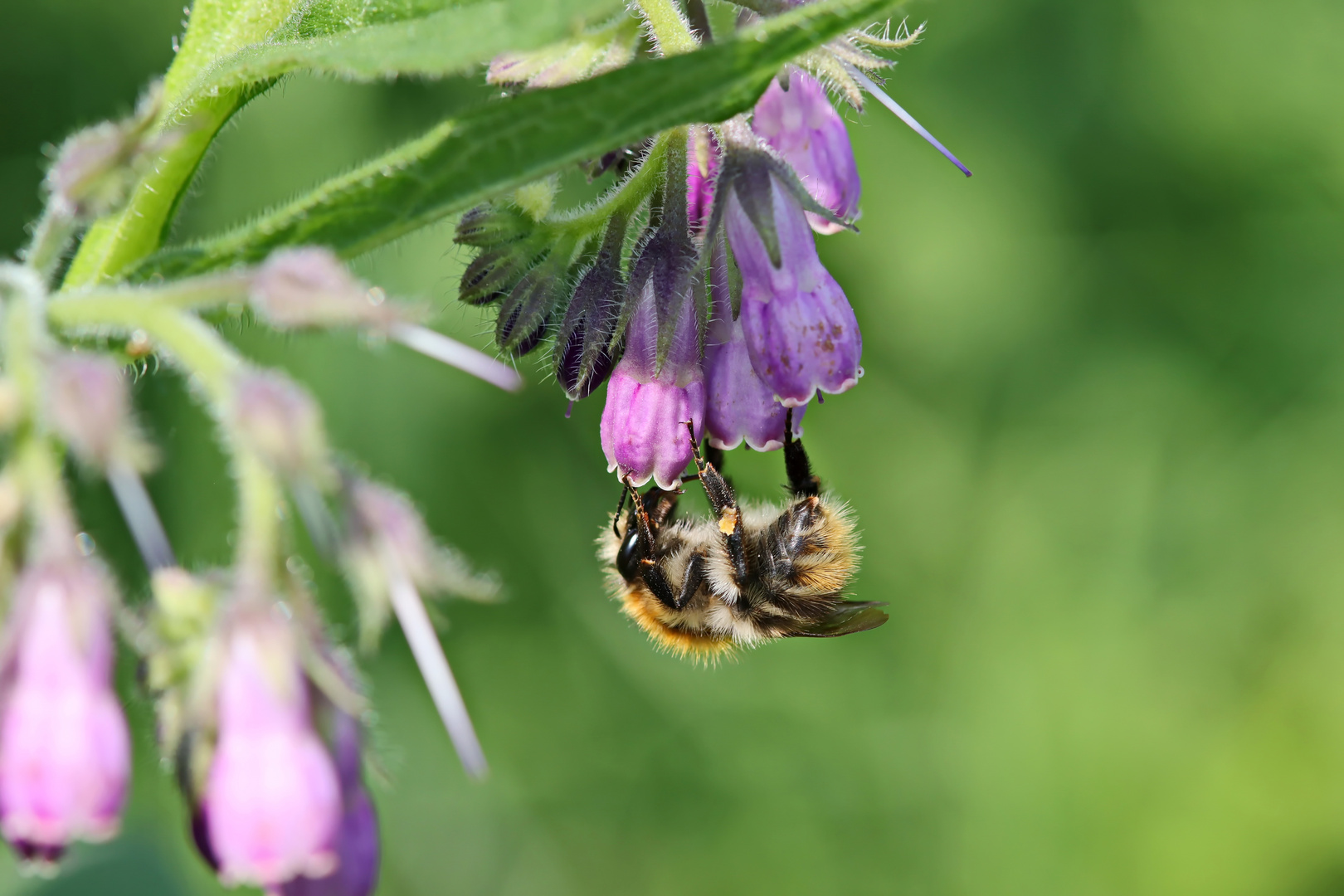 Ackerhummel und Beinwell