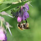 Ackerhummel und Beinwell