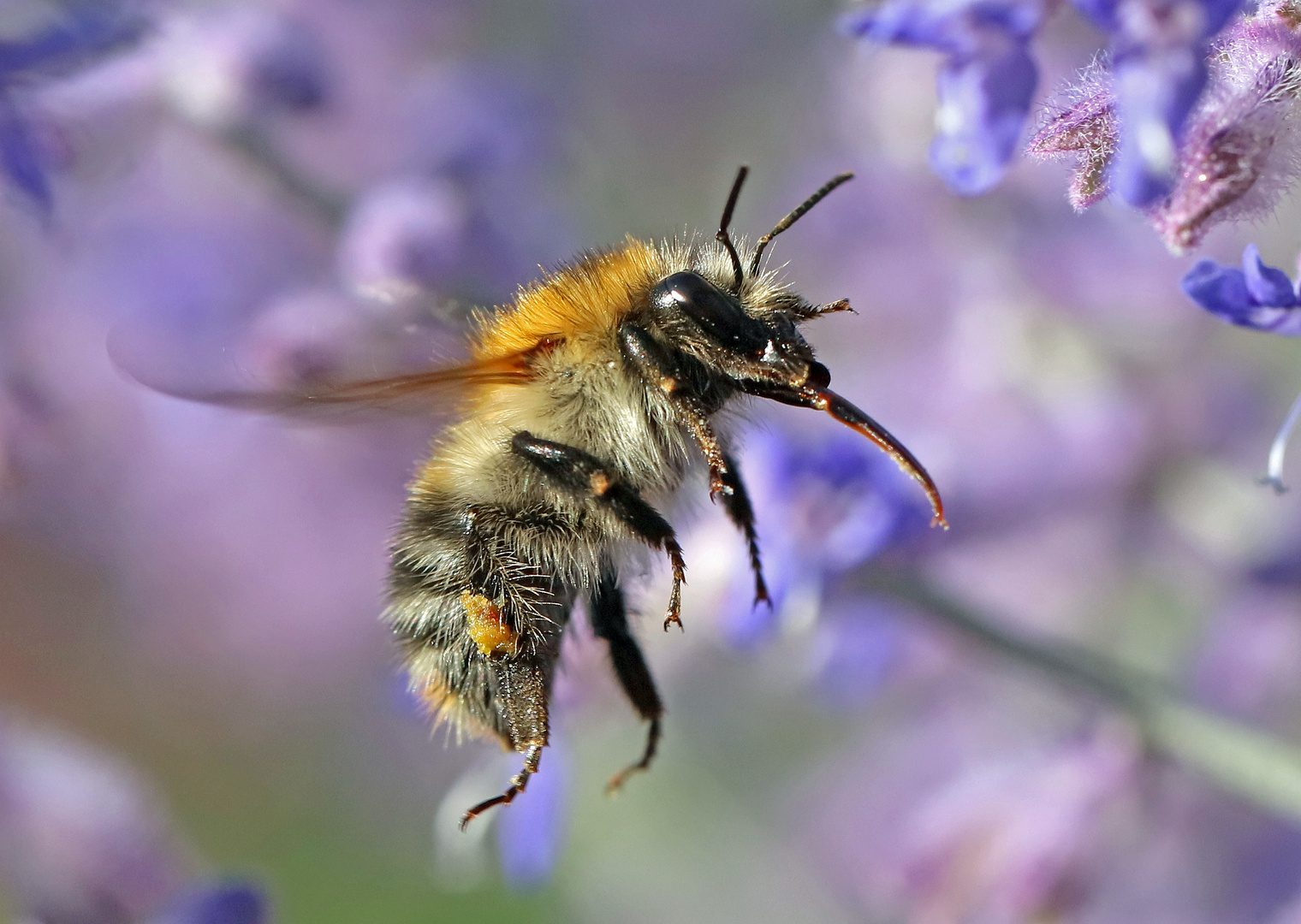 Ackerhummel_1