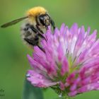 Ackerhummel_1