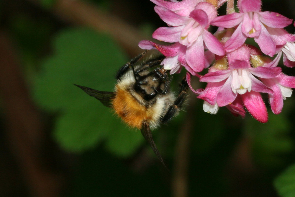 Ackerhummel2