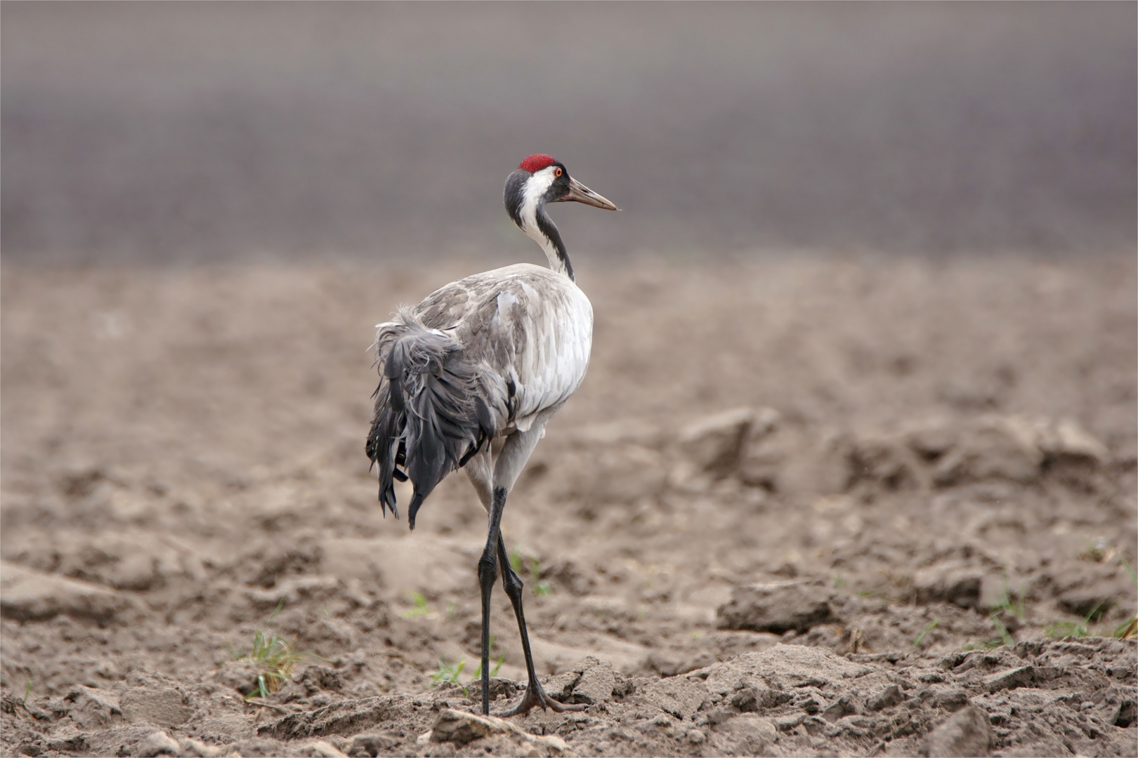 "Ackerkranich" Grus grus