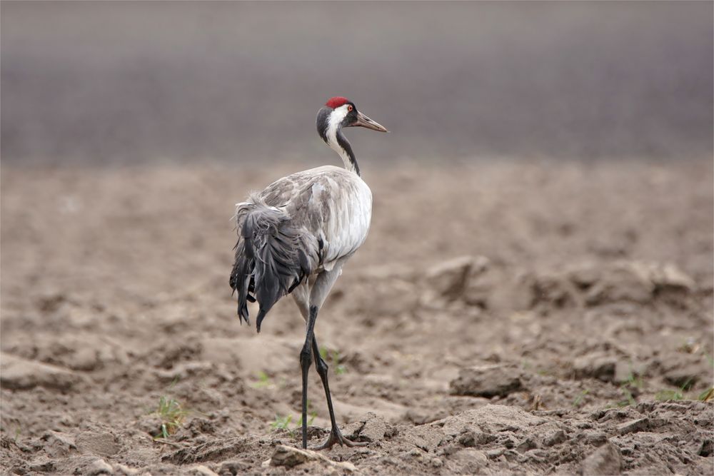 "Ackerkranich" Grus grus