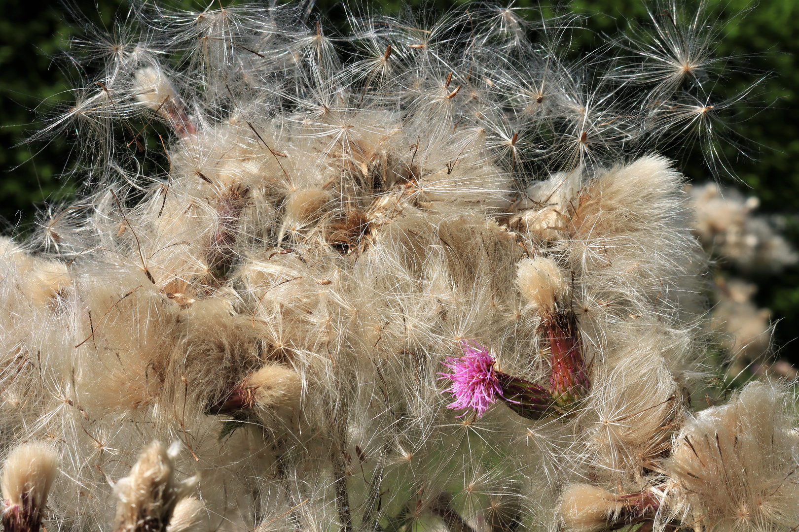 Ackerkratzdistel, Blüte, Fruchtstände und Pappusse