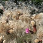 Ackerkratzdistel, Blüte, Fruchtstände und Pappusse