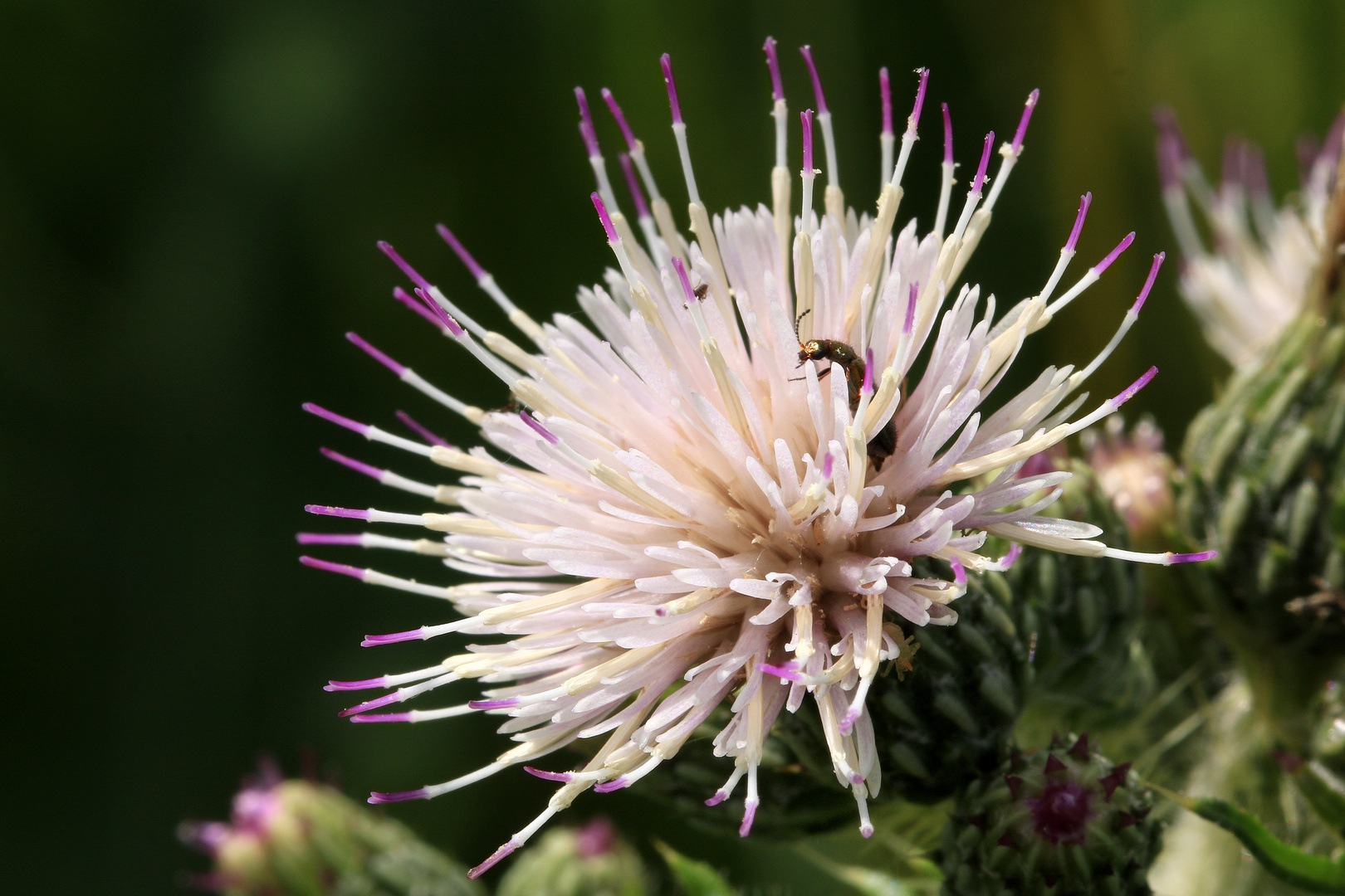 Ackerkratzdistel, Cirsium arvense, seltene Farbvariante weiße Blüte