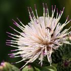 Ackerkratzdistel, Cirsium arvense, seltene Farbvariante weiße Blüte