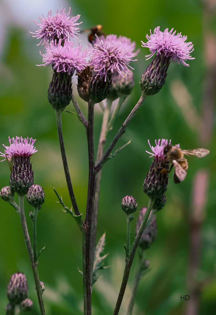 Ackerkratzdistel (Cirsium arvensis)